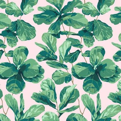 Fiddle Fig Wallpaper by Nathan Turner – Pink