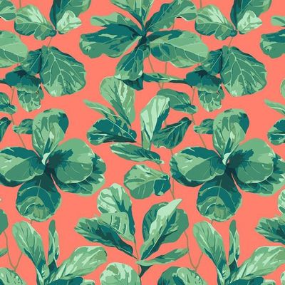Fiddle Fig Wallpaper by Nathan Turner – Watermelon