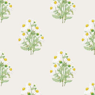 Fleur De Camomille Wallpaper by Sarah Jessica Parker – Parchment