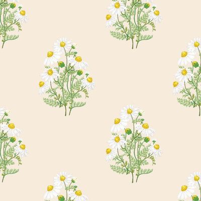 Fleur De Camomille Wallpaper by Sarah Jessica Parker – Pearl