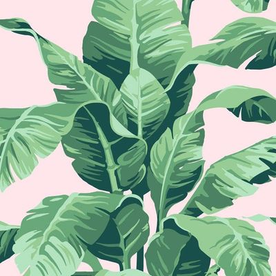 Pacifico Palm Wallpaper by Nathan Turner – Pink