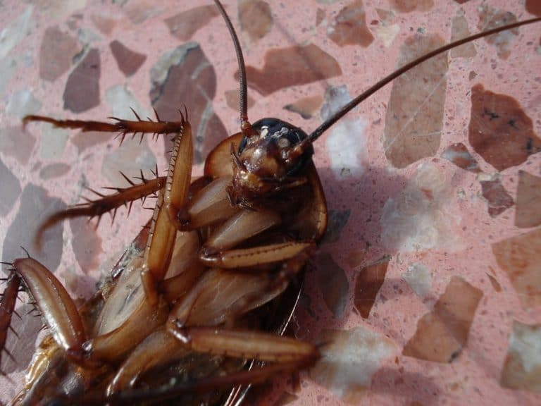 Where Do Cockroaches Come From In Apartments? – Apartment ABC