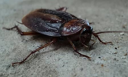 Why Do I Have Roaches In My Clean Apartment?