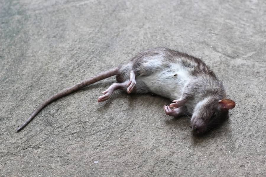 What Do You Do If a Rodent Dies in Your Wall? – Apartment ABC