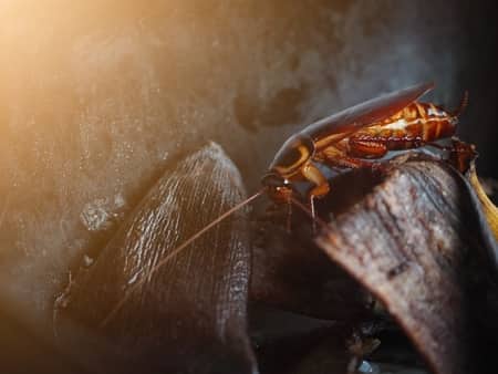 Roaches In Apartment Law