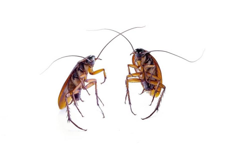 How Common Are Roaches in Apartments? – Apartment ABC