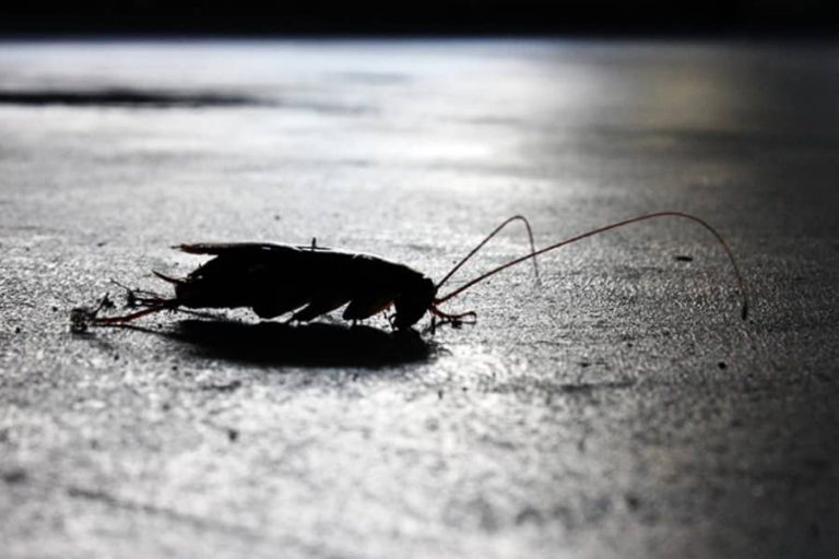 How Common Are Roaches in Apartments? – Apartment ABC