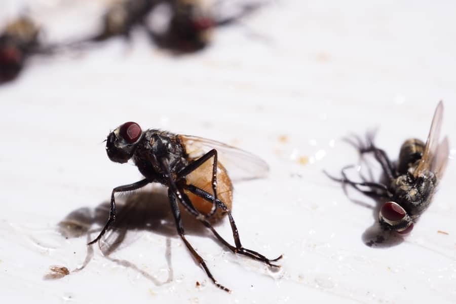 flies rid remedy apartment remedies annoying