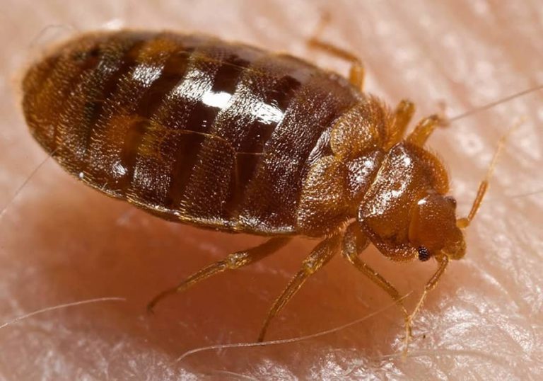 bed bugs travel through walls