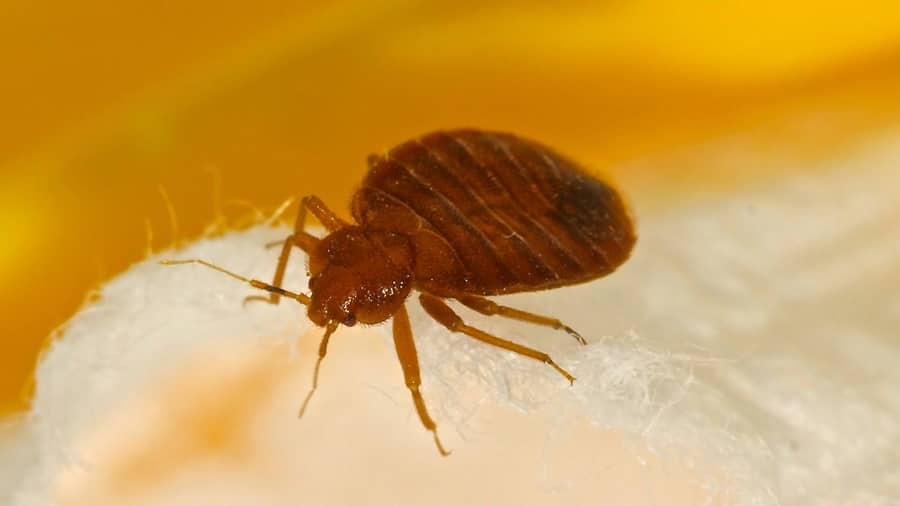 How Can You Tell If an Apartment Has Bed Bugs Before You Move In