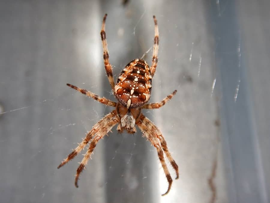 how-do-i-get-rid-of-spiders-in-my-apartment-apartment-abc