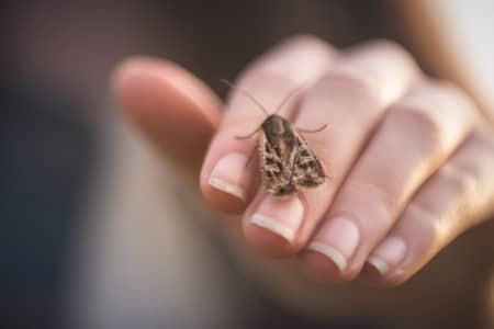 Clothes Moths Threaten Apartment Complexes — Insects Limited