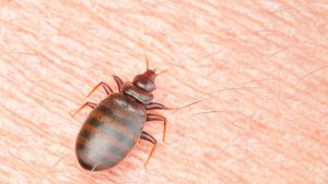 How Do You Get Rid Of Bed Bugs In An Apartment? – Apartment ABC