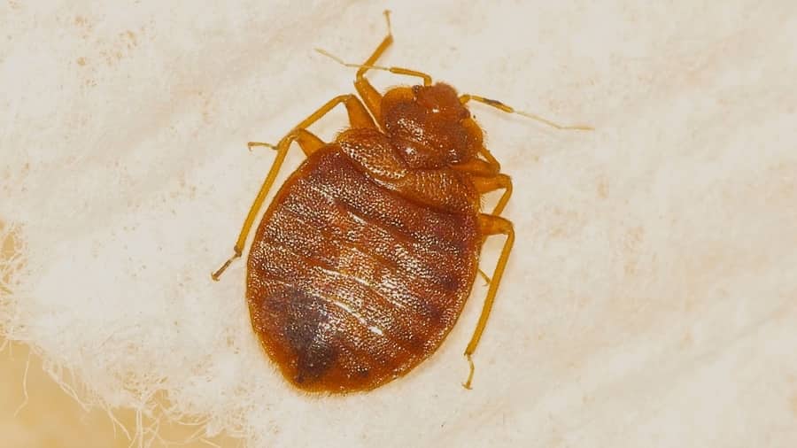 Should You Tell Your Landlord If You Have Bed Bugs Apartment Abc