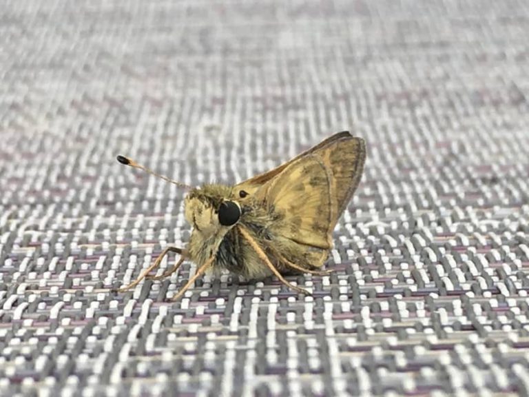 What Attracts Moths In The House? – Apartment ABC