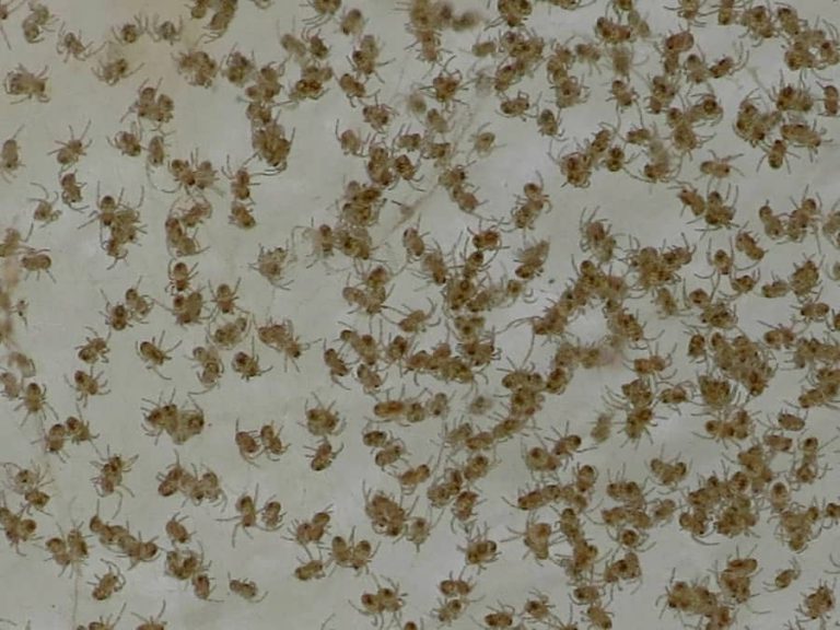 tiny tiny spiders in bathroom by sink