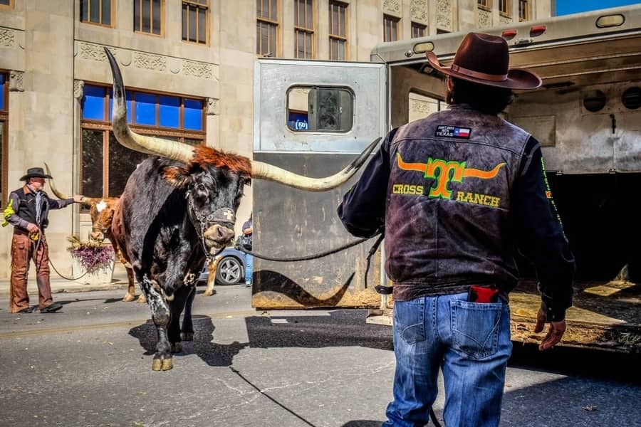 Western heritage parade in San Antonio Texas with Cowboys and Longhorns