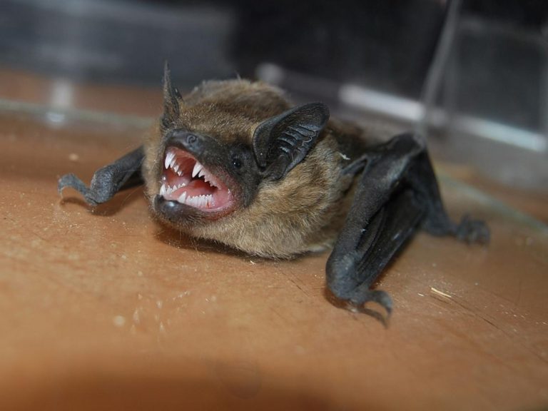 The 7 Easy Steps to Get a Bat Out of Your House Apartment ABC