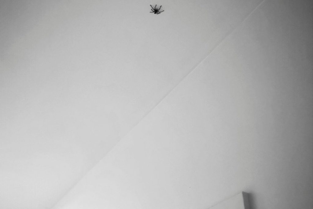 A spider on ceiling