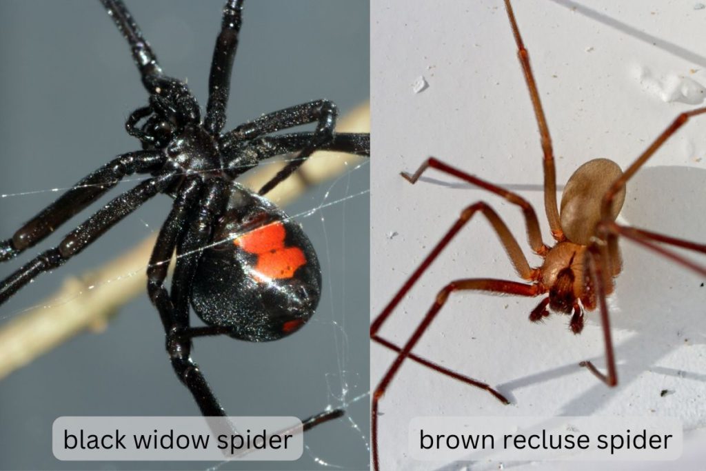 Black widow spider and brown recluse spider