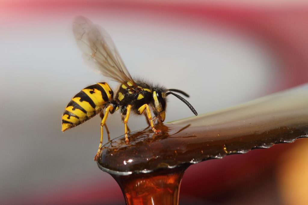 A Yellow Jackets wasp