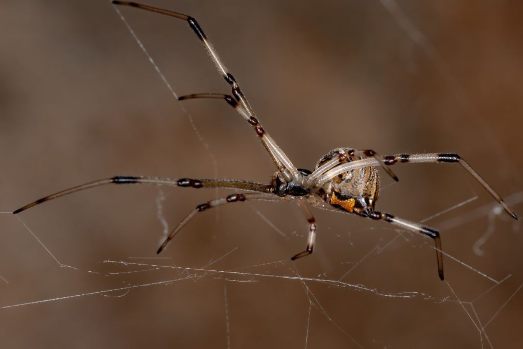 Brown Widow Spider