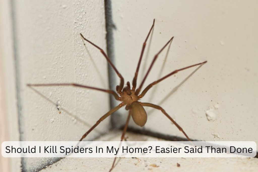 Brown Recluse spider in the house