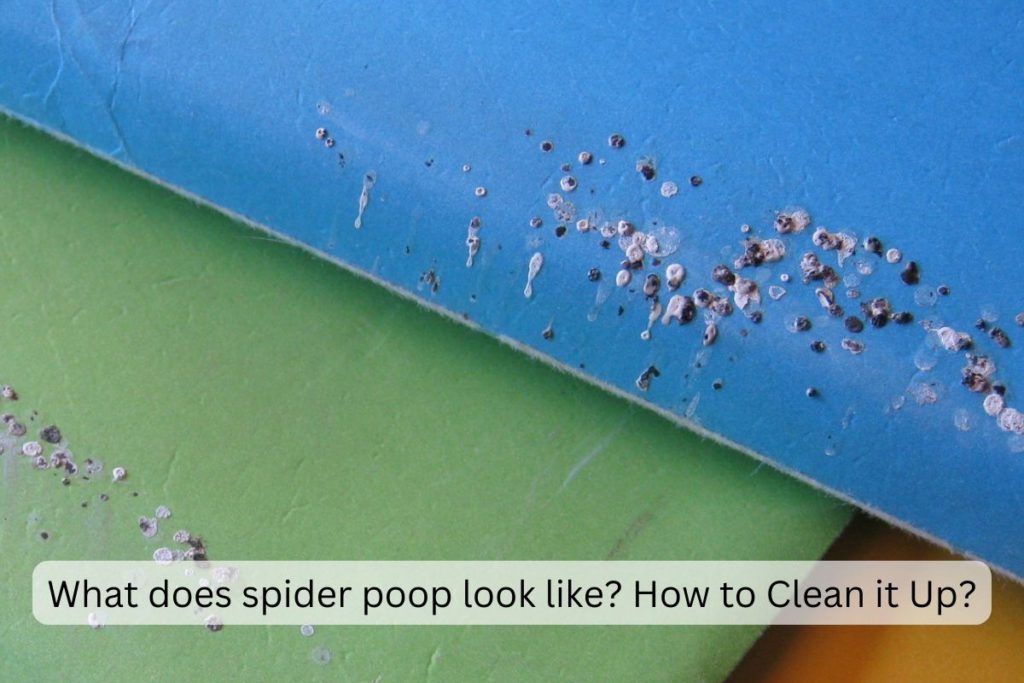 Spider poops