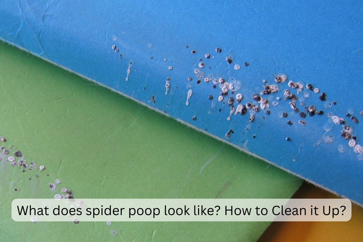 What does spider poop look like? How to Clean it Up?