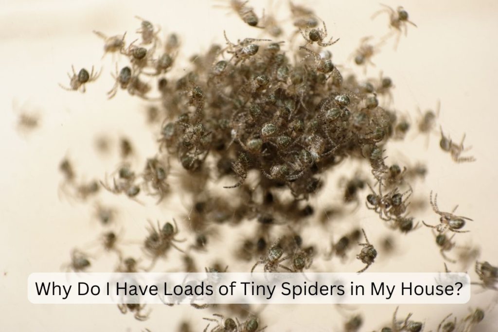 Tiny spiders in the house