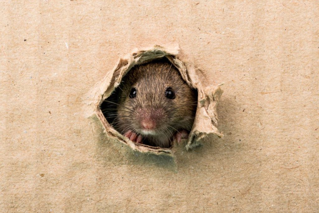 mouse in the wall