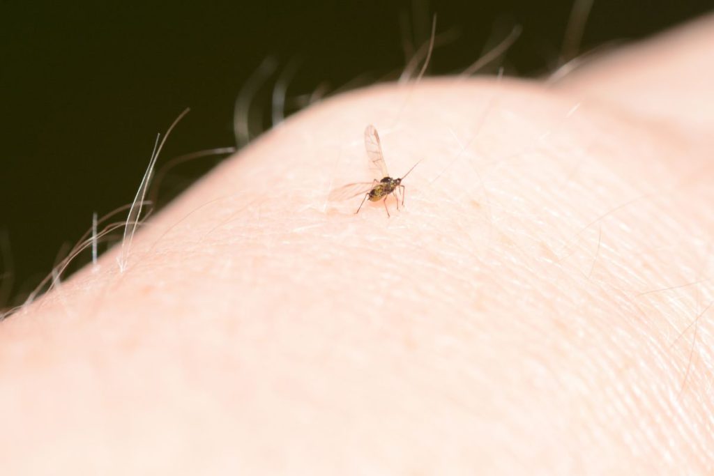 A gnat on skin