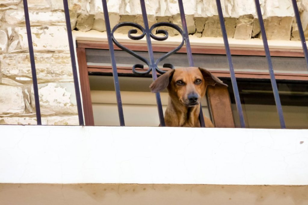 Dog on the balcony