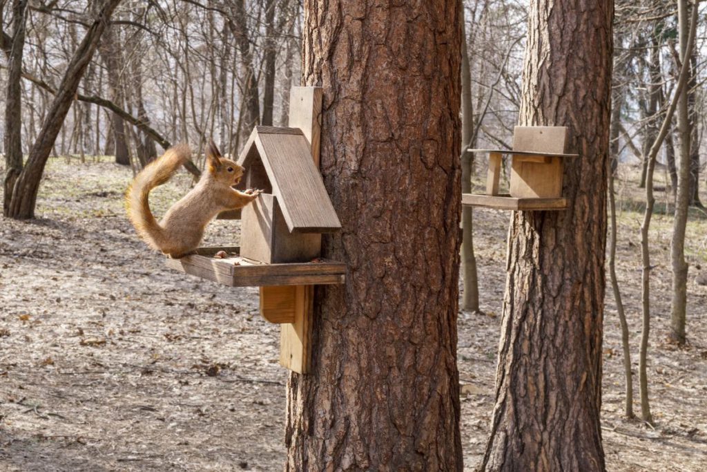 Squirrel feeder on the tree