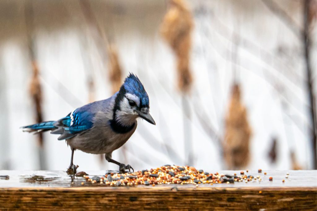 Blue Jay is eating on the wooden balcony rail