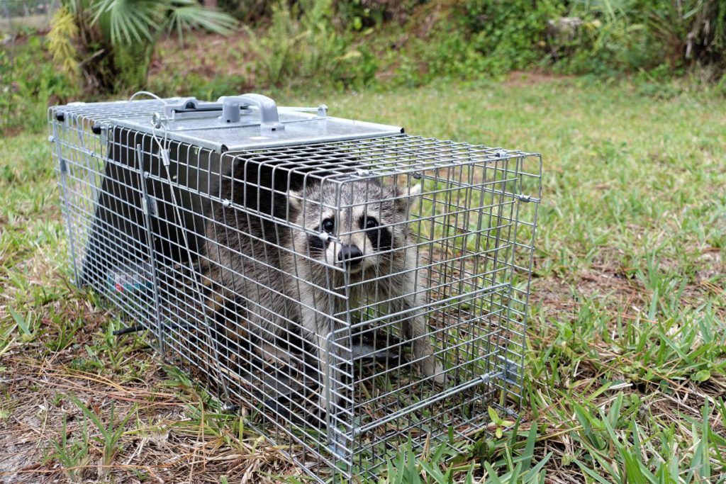 A racoon in a cage
