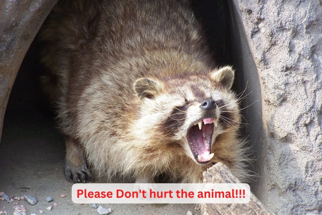 Please don't hurt the animal