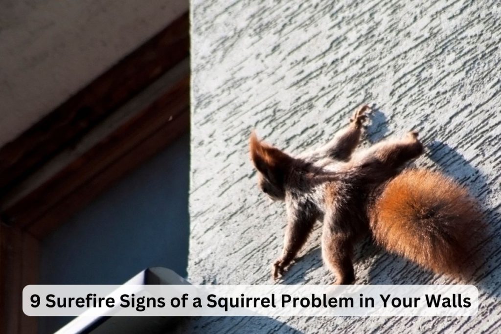 Red squirrel on wall