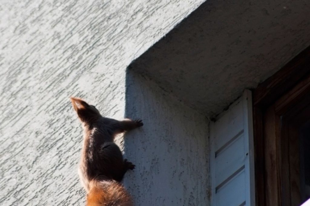 Squirrel climbing on the wall