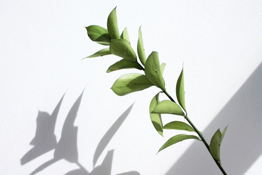 Greem plant in sunlight