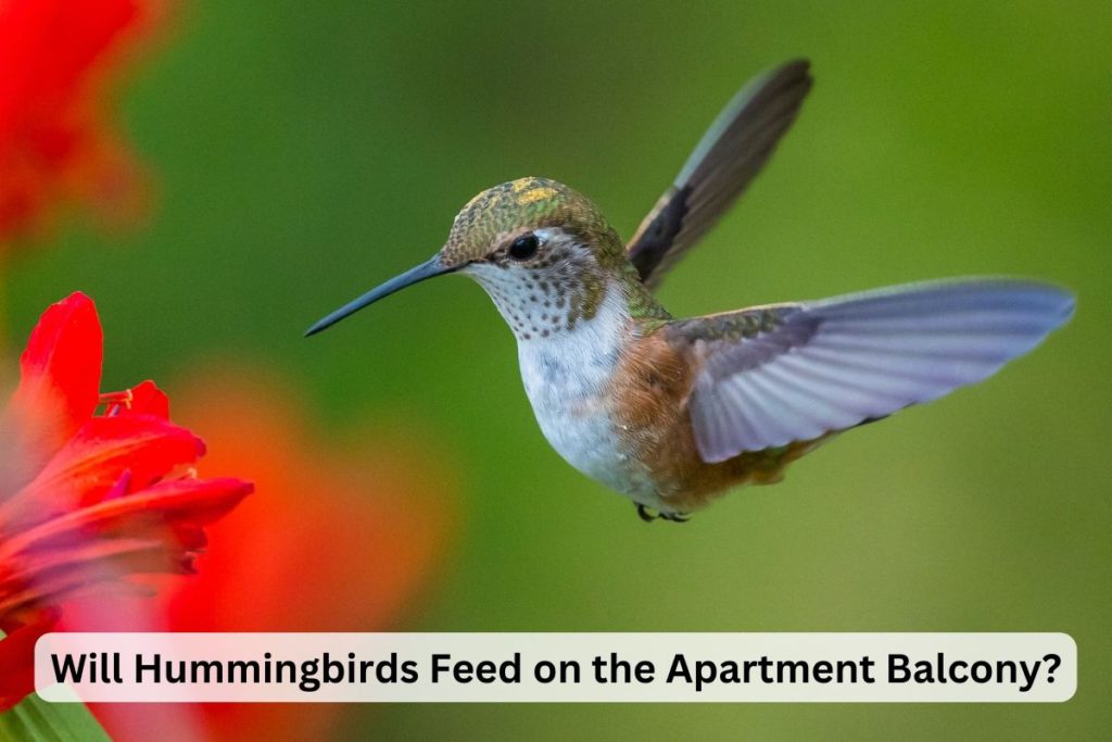 Will Hummingbirds Feed on the Apartment Balcony?