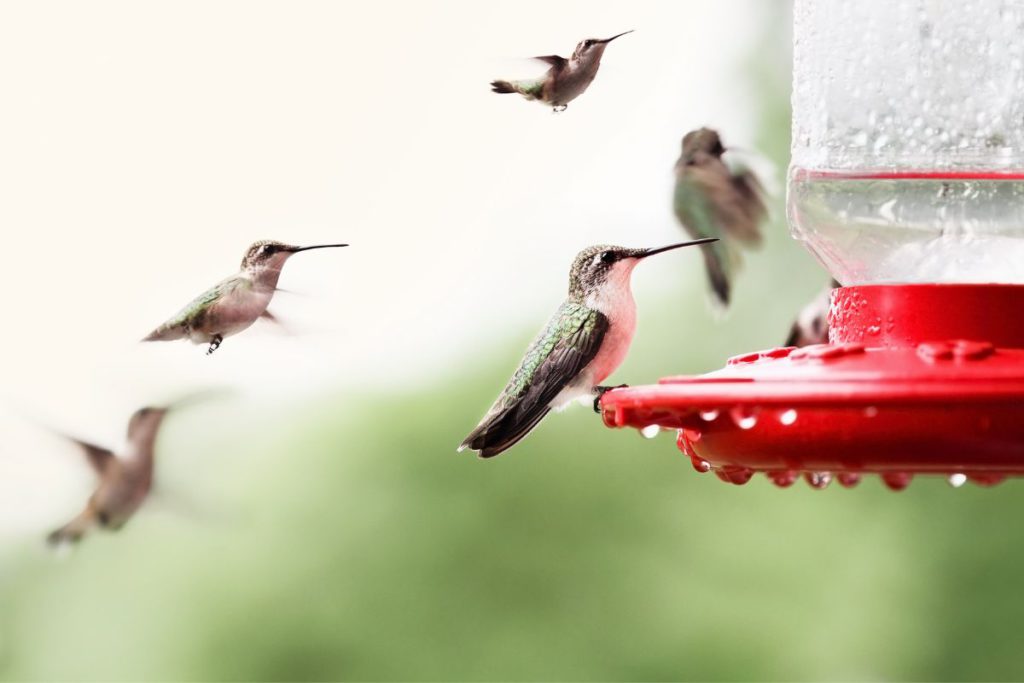 Hummingbirds using a feeder