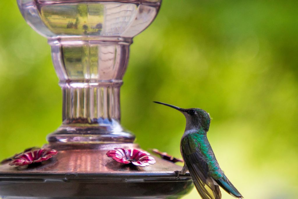 A hummingbird on a feeder.